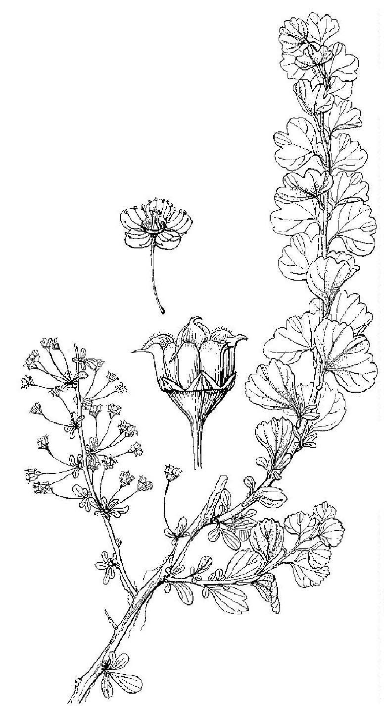 耧斗菜叶绣线菊