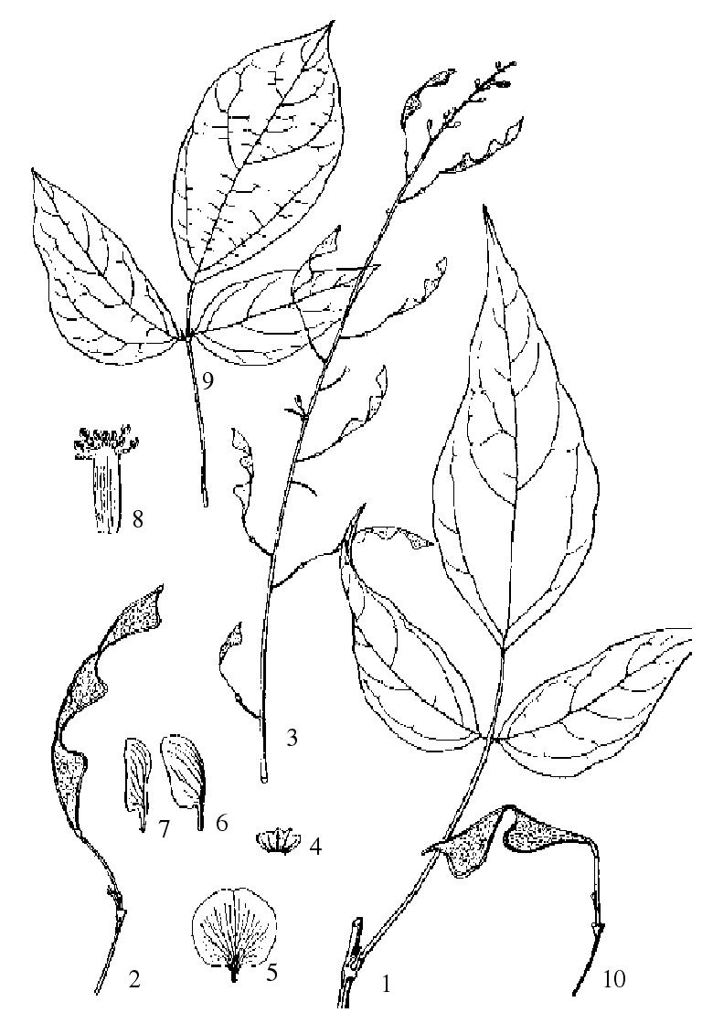 疏花長柄山螞蝗