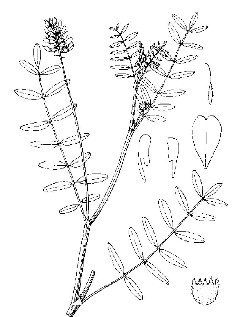 藍花黃蓍