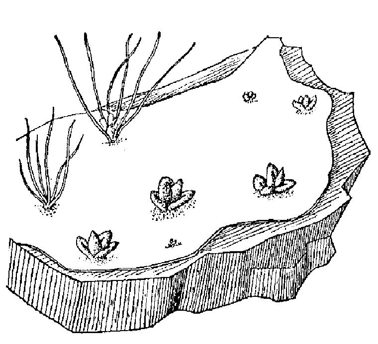 水石衣