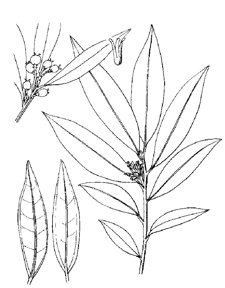 羽脈野扇花