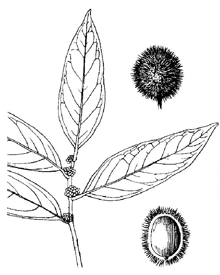 刺果樹