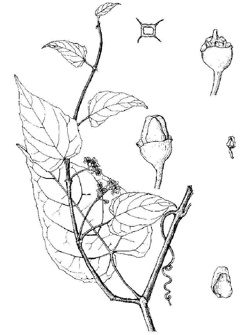 翼莖白粉藤