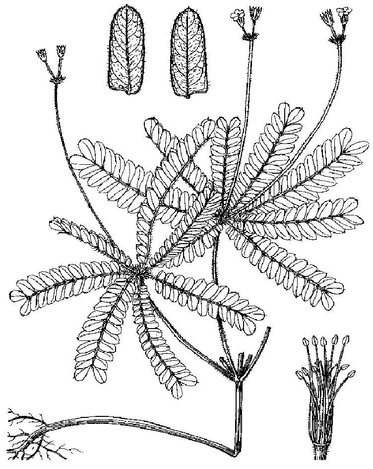 分枝感應(yīng)草