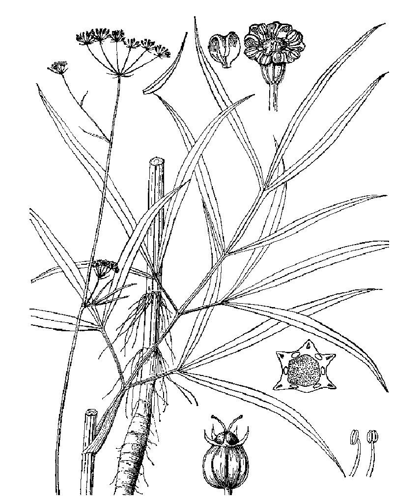 脉叶翅棱芹