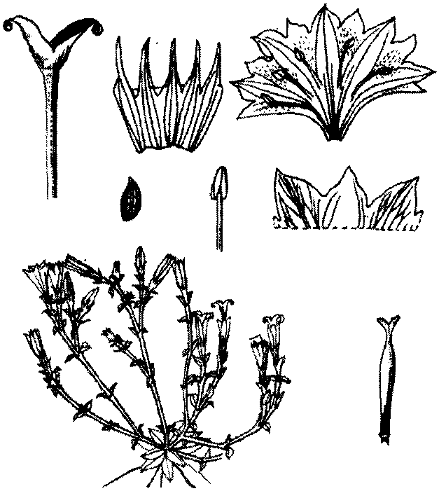 黃花龍膽