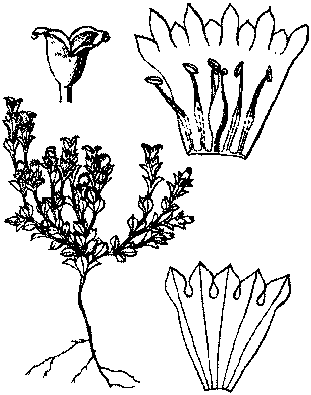 鱗葉龍膽