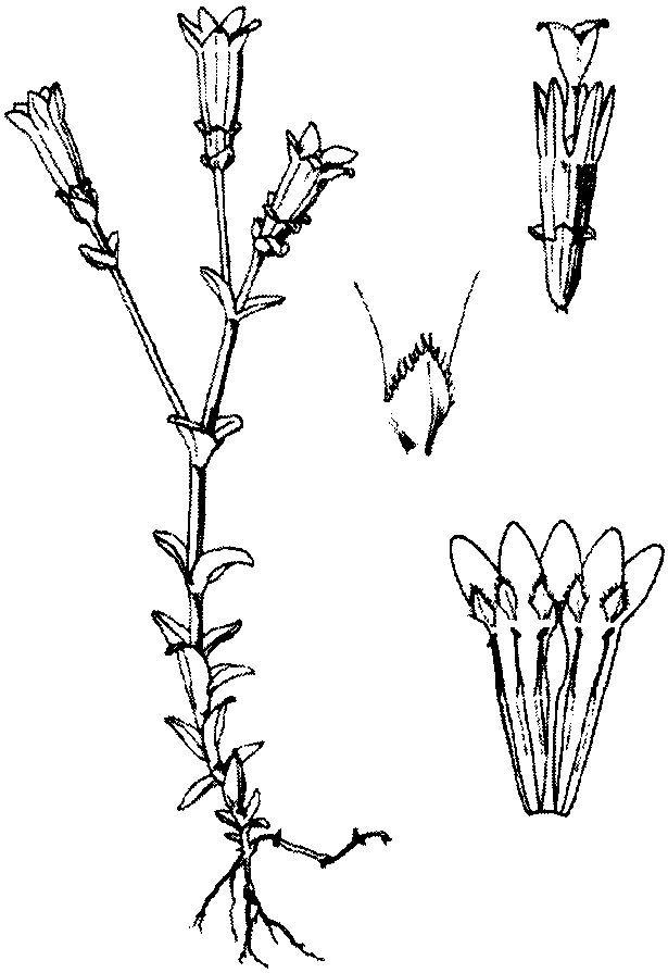 長(zhǎng)白山龍膽