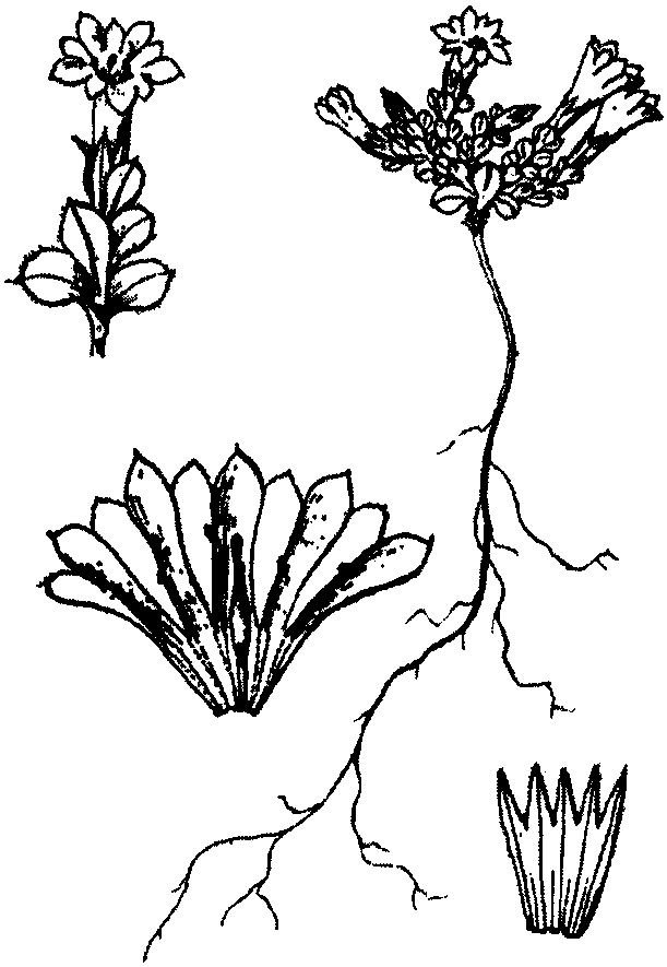 柔毛龙胆