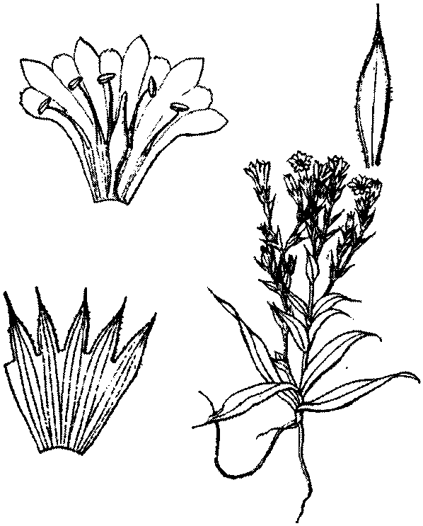 四川龍膽