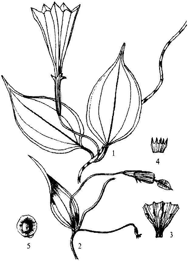 細(xì)柄蔓龍膽