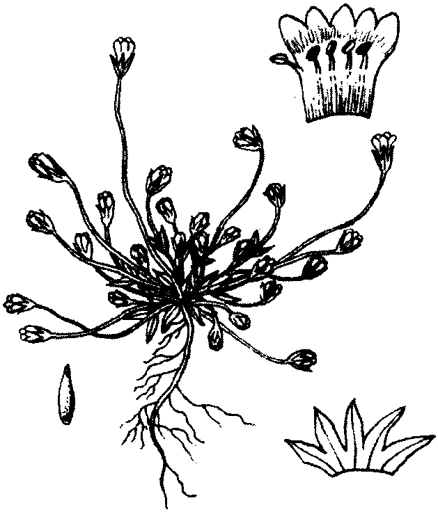 長(zhǎng)梗喉毛花