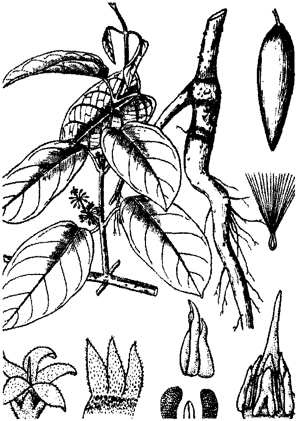 白药牛奶菜