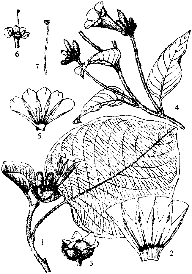 長葉銀背藤