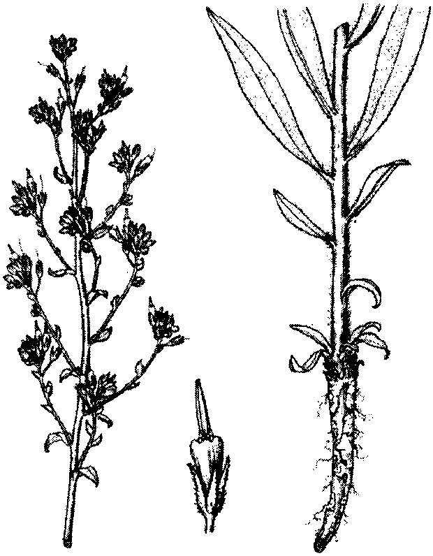 露蕊滇紫草