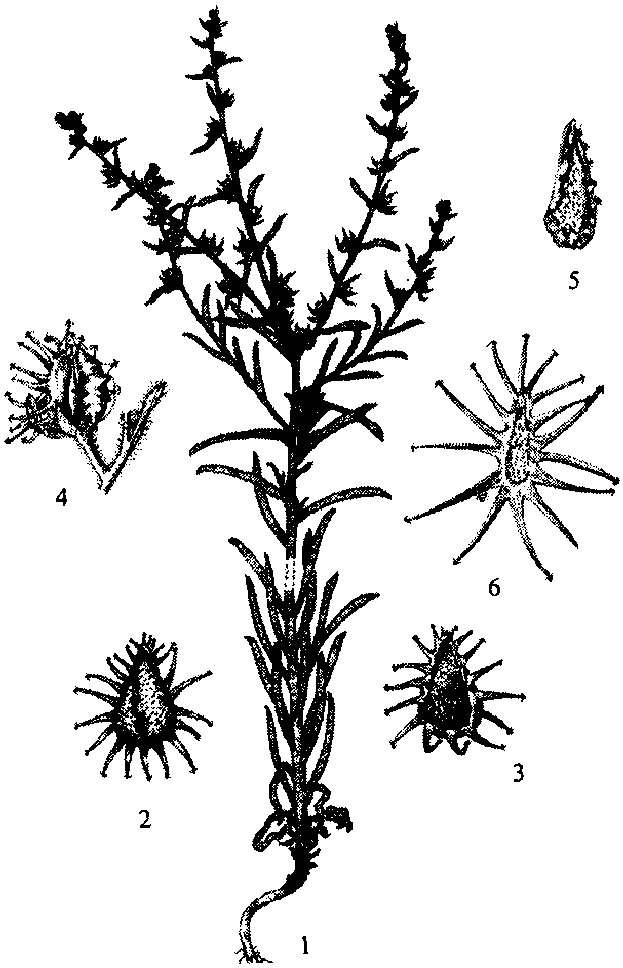 兩形果鶴虱