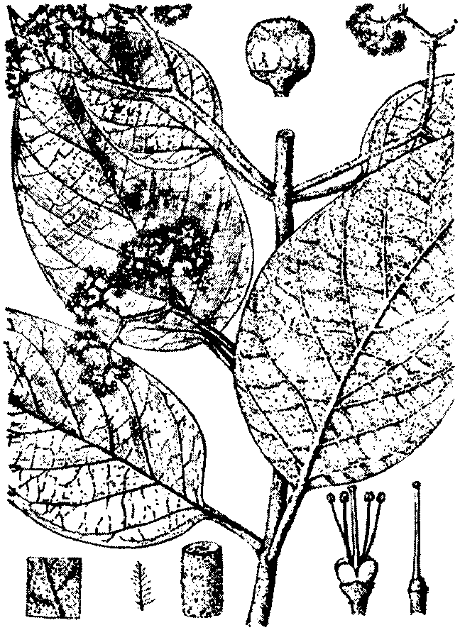 全緣葉紫珠