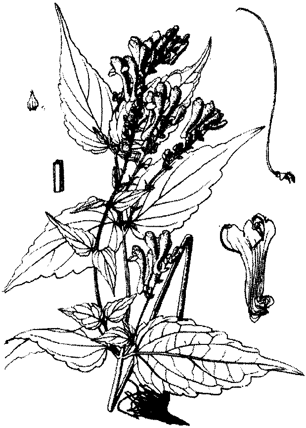 尾葉黃芩