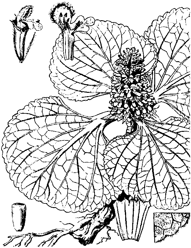 獨(dú)一味