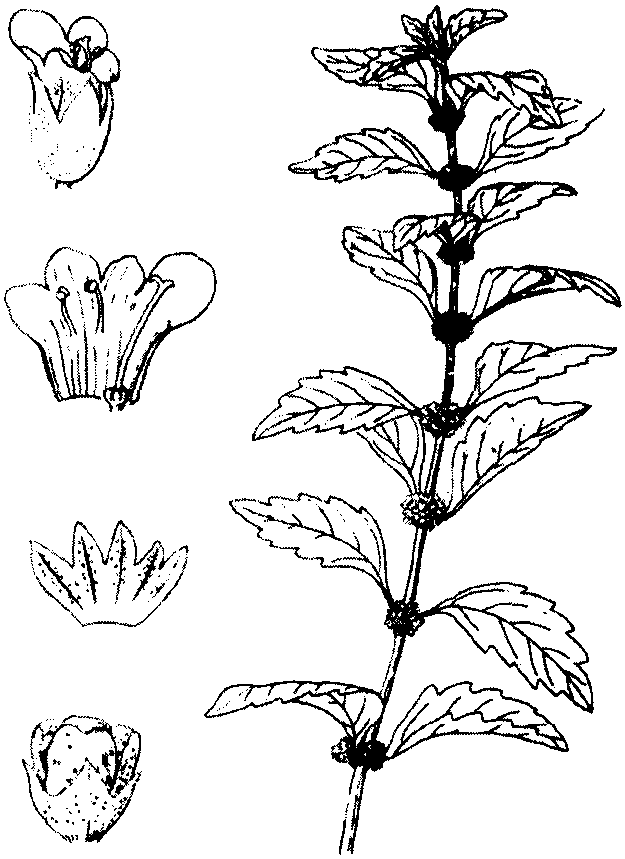 小花地筍