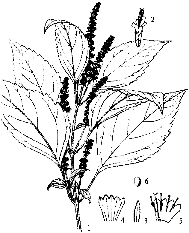 長(zhǎng)苞刺蕊草