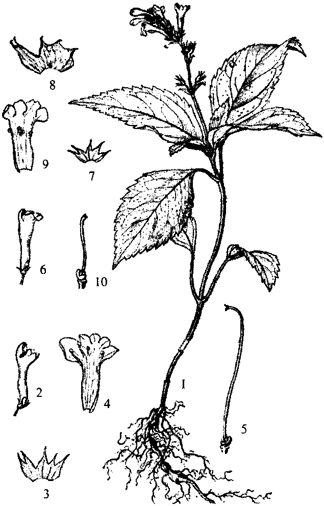 光柄筒冠花