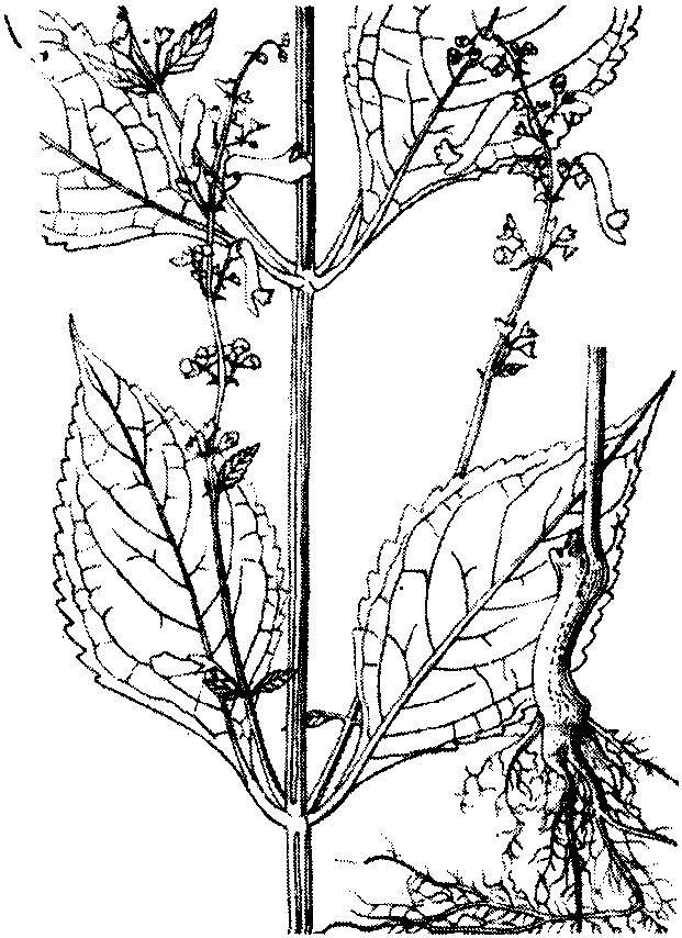 長管香茶菜